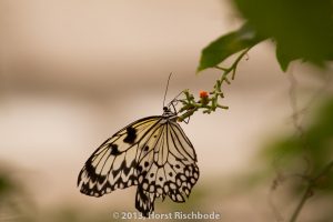 HR_20130617-12-54-9095