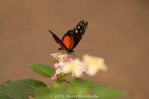 HR_20130617-12-56-9101