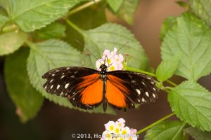 HR_20130617-12-56-9110