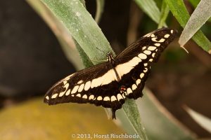 HR_20130617-13-04-9116