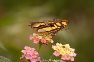 HR_20130617-13-05-9118