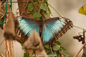 HR_20130617-14-31-9222