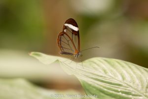 HR_20130617-14-50-9242