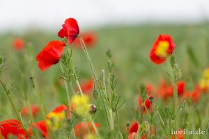 HR-14-06-03-11-15-08-6748