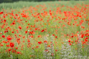 HR-14-06-03-11-15-42-6750