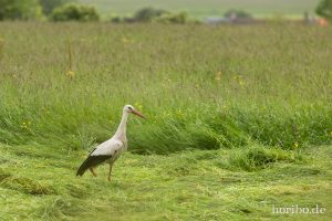 HR-14-06-03-14-17-32-6789