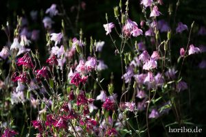 HR-14-06-04-19-19-53-6873