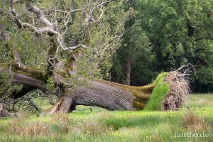 HR-14-06-05-16-15-52-6929