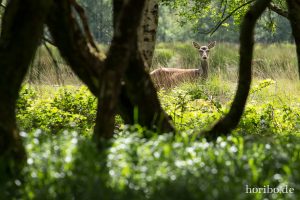 HR-14-06-05-17-09-30-7024