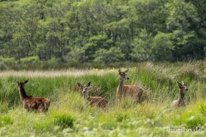 HR-14-06-05-17-12-46-7036