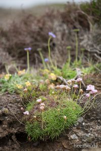 HR-14-06-09-15-50-52-7305