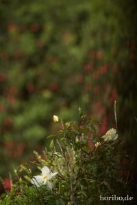 HR-14-06-09-20-27-03-7485