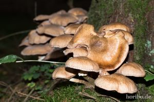 HR-14-09-17-13-51-09-0234