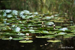 HR-14-09-17-14-34-12-0258