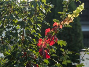 HR-14-10-03-16-31-09-0513