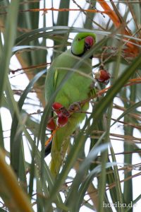 HR-14-11-21-18-21-26-1067