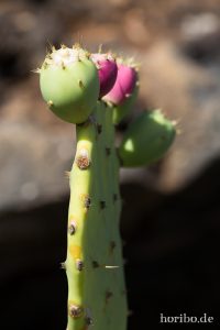 HR-14-11-24-14-38-09-1542