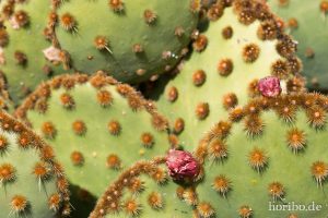 HR-14-11-24-15-08-50-1554