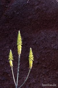 HR-14-11-24-15-14-31-1563