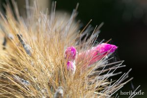 HR-14-11-24-15-25-42-1581