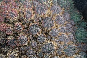 HR-14-11-24-15-32-47-1589