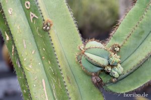 HR-14-11-24-15-53-06-1611