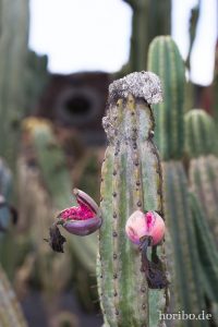 HR-14-11-24-15-55-38-1612