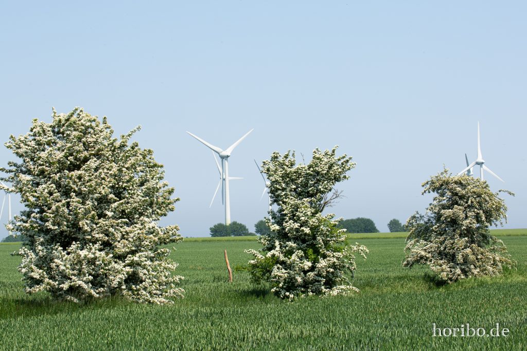 HR-19-06-05-15-24-13-6504