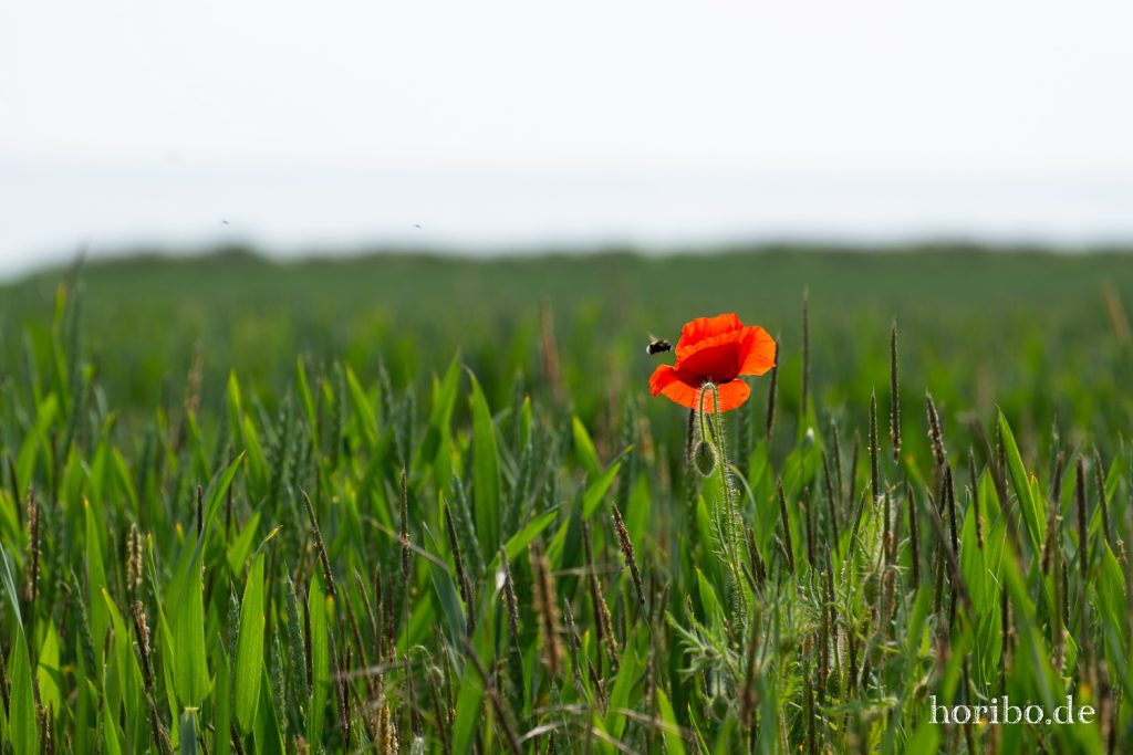 HR-19-06-06-12-00-42-6666