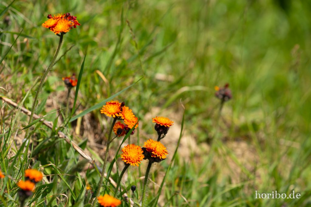 HR-19-06-06-12-29-11-6683