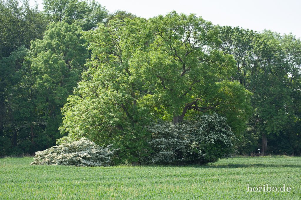 HR-19-06-06-12-30-26-6684