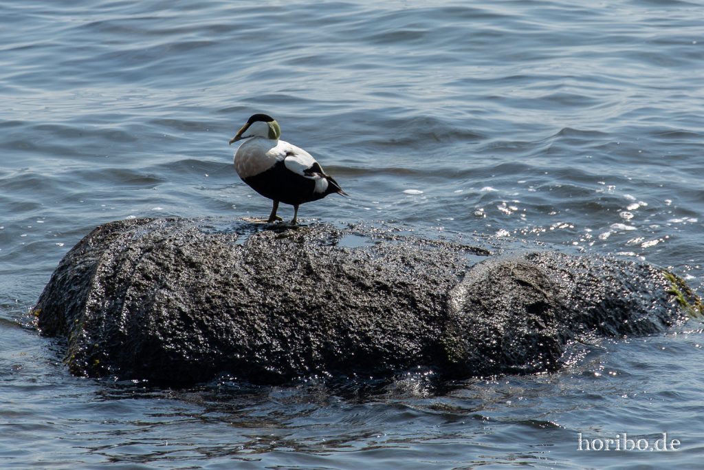 HR-19-06-06-12-36-42-6695