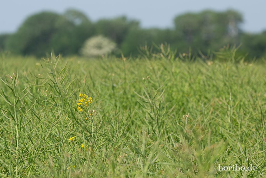 HR-19-06-06-12-42-11-6697