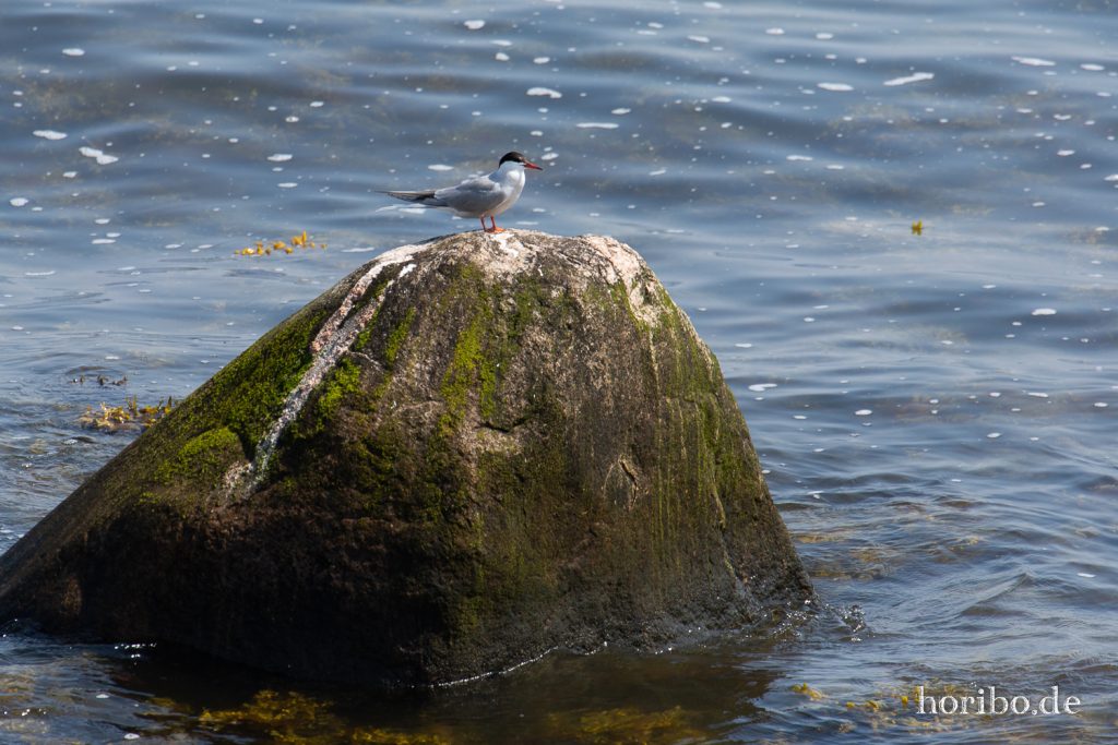 HR-19-06-06-13-12-53-6708