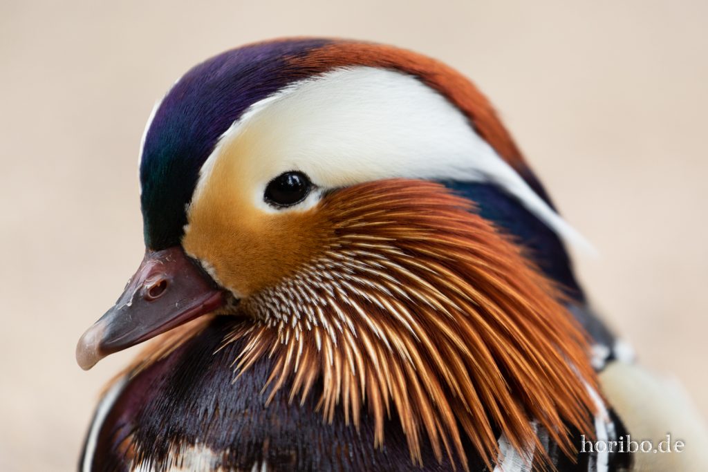 Mandarinente - Hagenbeck