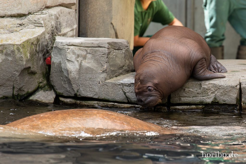 Erste Schwimmstunde Fiete - Hagenbeck
