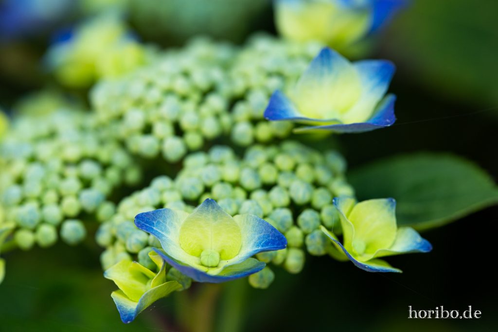 Hortensie