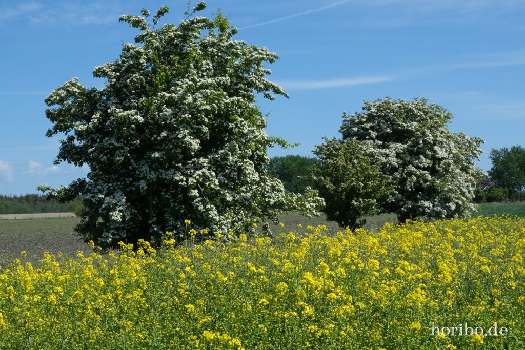 HR-20-05-20-12-19-39-4323