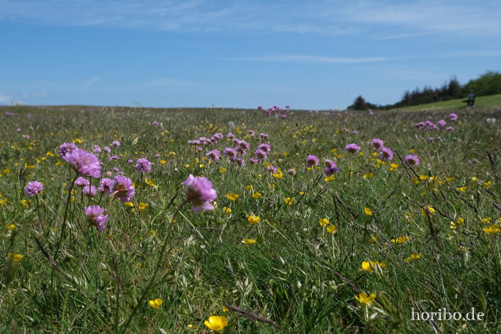 HR-20-05-20-12-33-51-4333