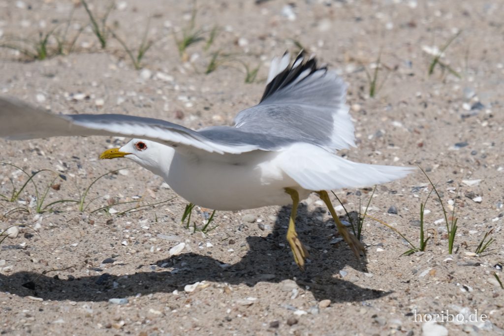 HR-20-05-20-13-01-16-4375