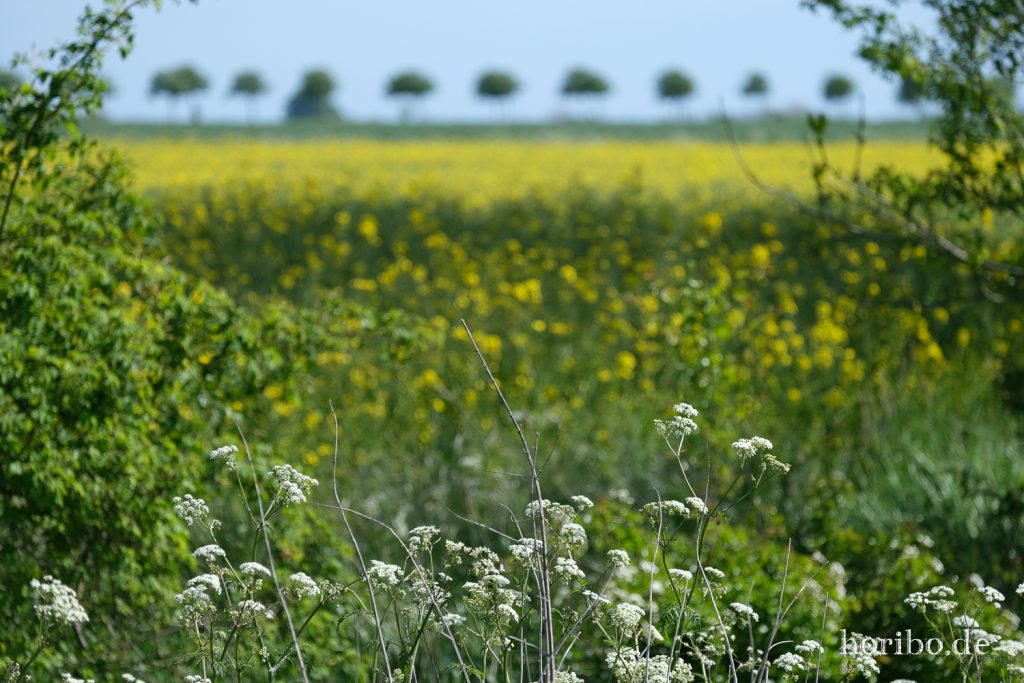 HR-20-05-20-14-21-52-4409