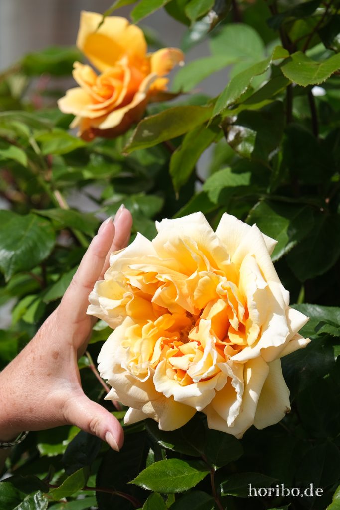 HR-20-05-21-09-52-01-4472