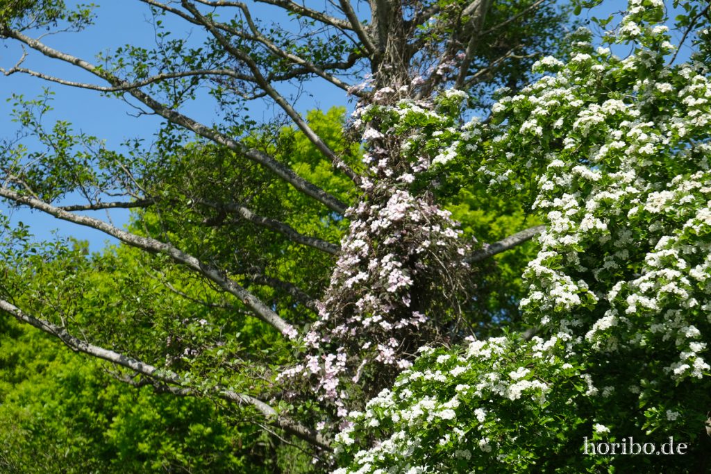 HR-20-05-21-10-47-17-4488