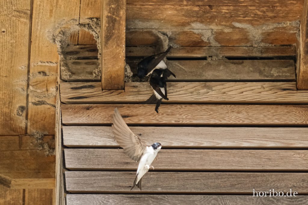 HR-20-05-21-10-50-54-4537