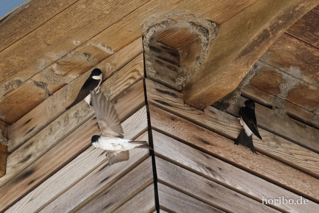 HR-20-05-21-10-57-23-4574