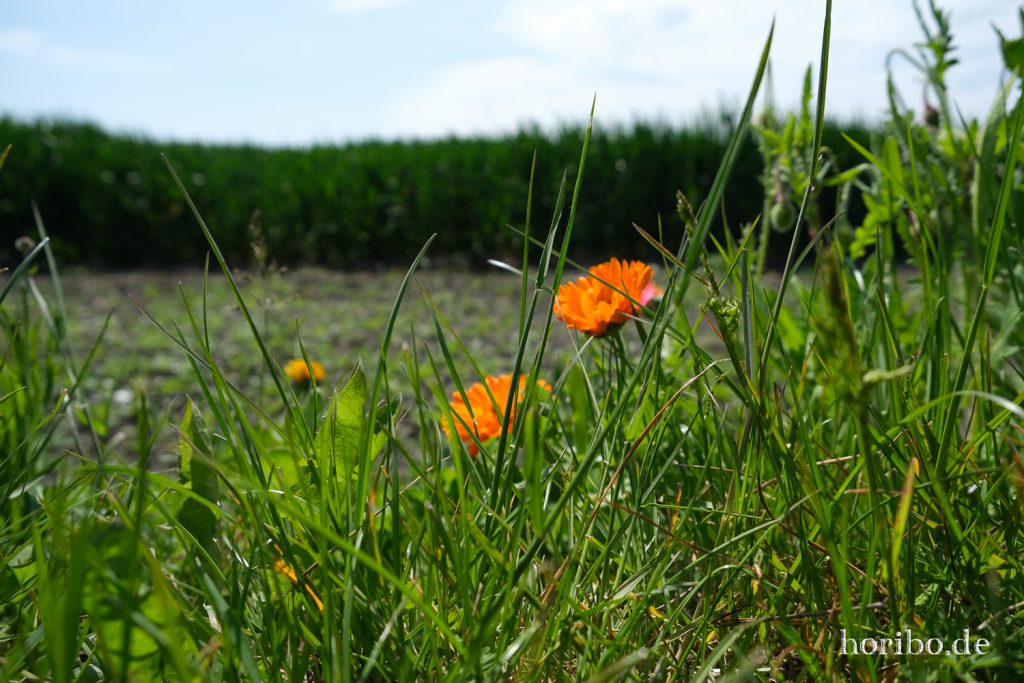 HR-20-05-21-11-18-02-4611