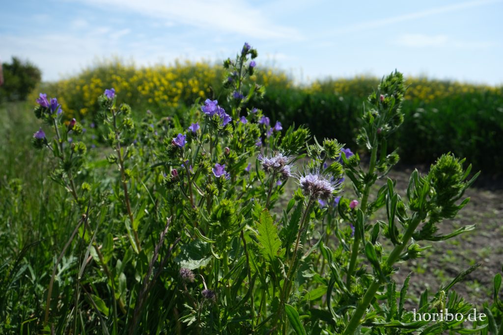 HR-20-05-21-11-18-35-4614