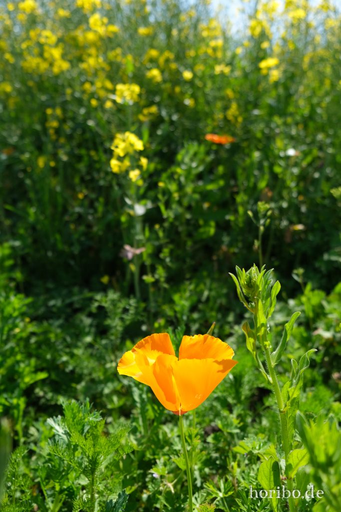 HR-20-05-21-11-19-26-4615