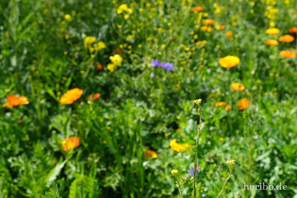 HR-20-05-21-11-24-37-4628