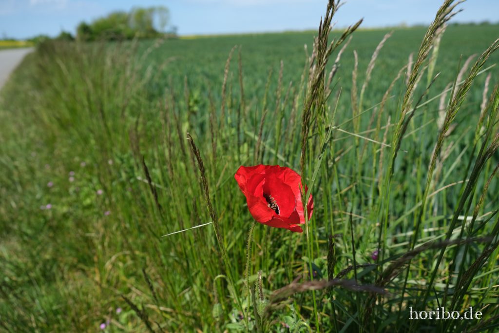 HR-20-05-21-11-38-39-4660